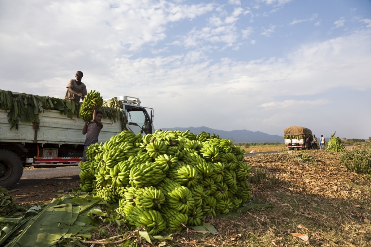 Nylig innhøstede bananer, Rift Valley 2010.